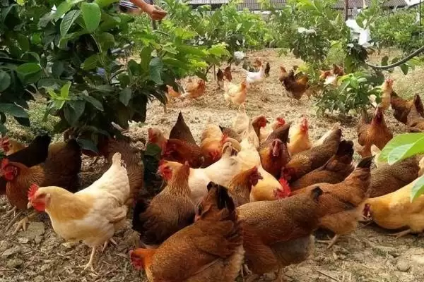 了解养鸡需办手续流程的方法和重点?养鸡要做好哪些开办手续办理?插图3 了解养鸡需办手续流程的方法和重点?养鸡要做好哪些开办手续办理?插图3