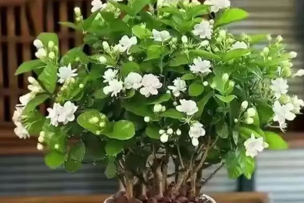 图片[2]-盆栽茉莉修剪技巧：生长期、开花期和花后修剪的方法-会东网