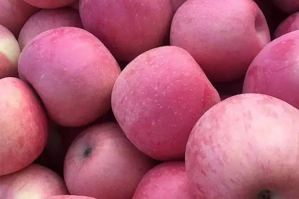 哪里的红富士苹果最出名，烟台红富士苹果最出名插图1