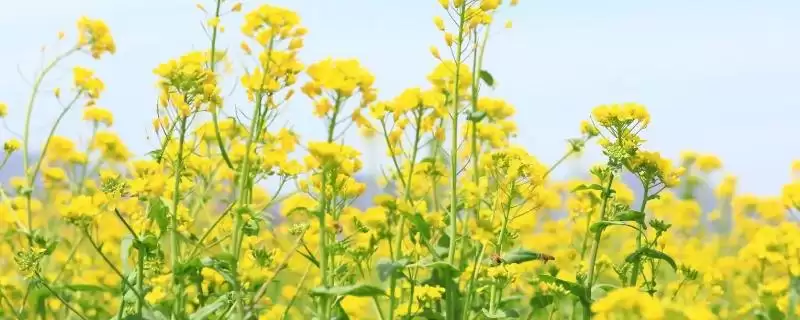 油菜的开花时间，通常在3-4月份开花-会东网
