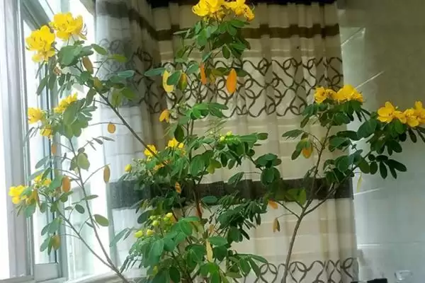 图片[5]-金丝梅的植物介绍 ,金丝梅是一种怎样的小灌木呢-会东网