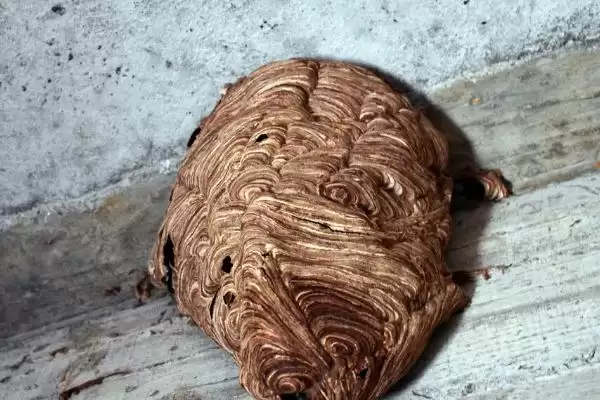 人头蜂的毒性大不大，具有极强的毒性容易致死插图1