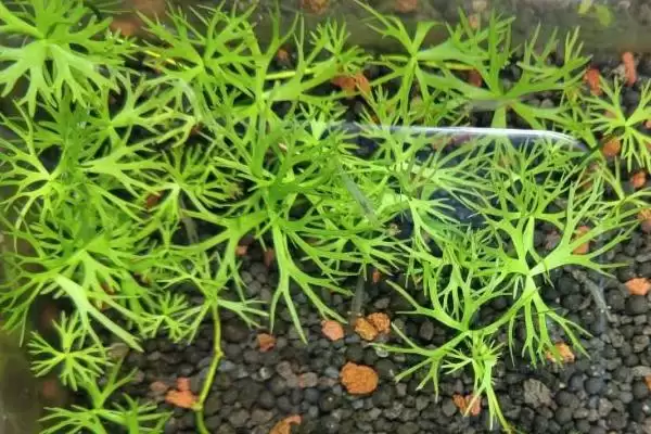 图片[3]-鹿角矮珍珠水草难养吗 ,鹿角矮珍珠水草的栽培难度如何-会东网