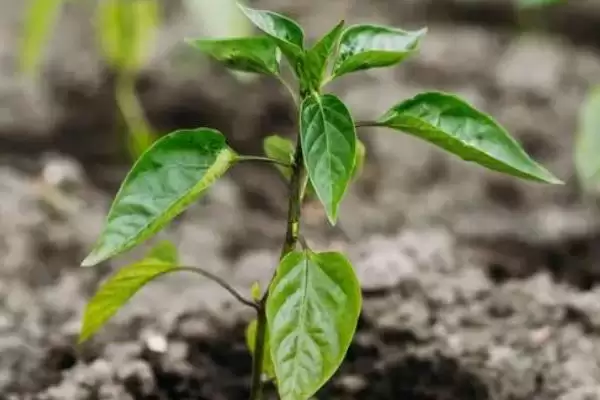 图片[3]-辣椒的生长周期 ,辣椒从现蕾到坐果需多久时间？-会东网