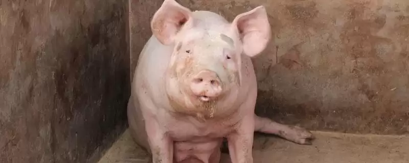 母猪热应激要如何解决处理呢,母猪热应激可采取降温、补维生素等措施-会东网