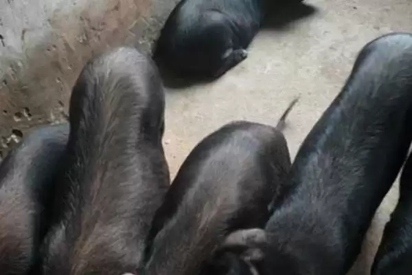 内江猪的故乡探秘:原产于四川省内江县的独特品种插图3 内江猪的故乡探秘:原产于四川省内江县的独特品种插图3