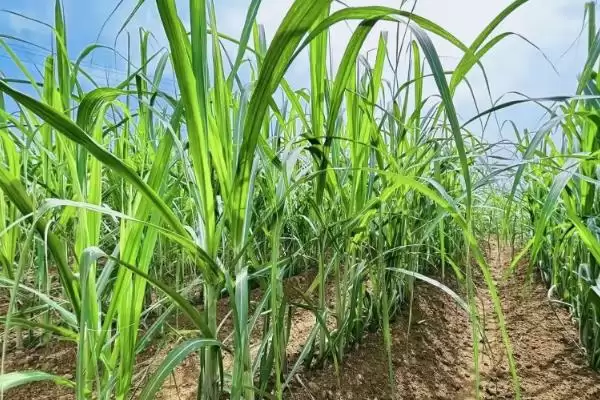 图片[2]-种植甘蔗的方法和重点？种植甘蔗要做好哪些细节？-会东网