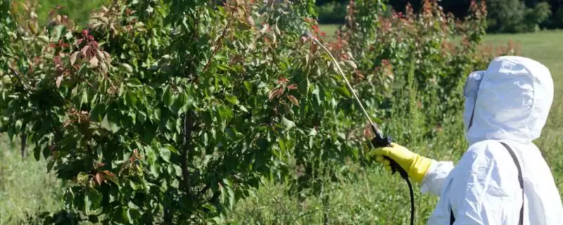 减少农药喷施量提高瓜果品质的方法和重点？提升瓜果品质要做好哪些细节？-会东网