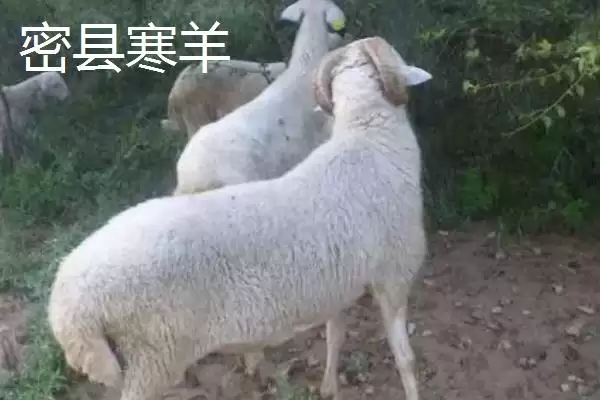 河南新密市的特产,当地产的金银花品质极好插图4 河南新密市的特产,当地产的金银花品质极好插图4