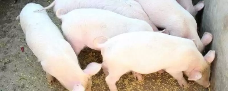 了解猪寿命的方法和重点?养猪要做好哪些养殖周期规划细节?-会东网