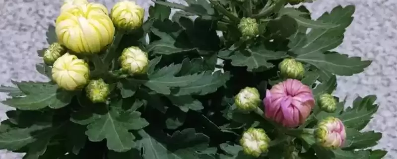 菊花冬季种植方法 ,初冬季节菊花种植要做什么呢?-会东网