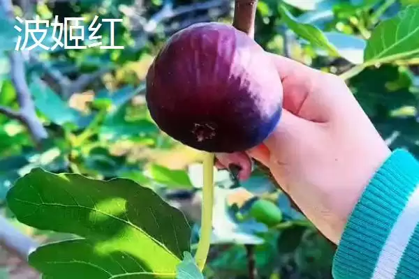 图片[4]-适合在家种植的无花果品种？选择在家种植的无花果品种要关注哪些特性？-会东网