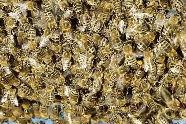 图片[2]-蜂群没有蜂王会怎么样，若一直没有蜂王补充新蜂存活不了多久-会东网