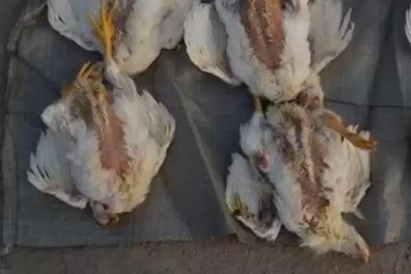 提高养鸡经济效益的方法和重点?养鸡要做好哪些效益提升策略?插图3 提高养鸡经济效益的方法和重点?养鸡要做好哪些效益提升策略?插图3