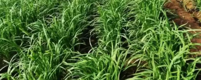 韭菜的繁殖方法 ,韭菜主要采用什么繁殖方法呢?-会东网