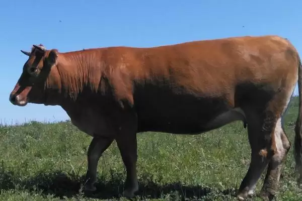 牛的体型和体重之谜:与品种和性别相关的秘密插图1 牛的体型和体重之谜:与品种和性别相关的秘密插图1