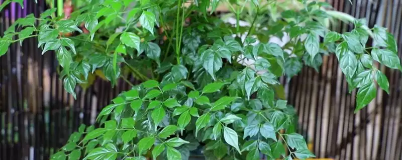 处理幸福树掉枝的方法和重点？处理幸福树掉枝要做好哪些细节？-会东网