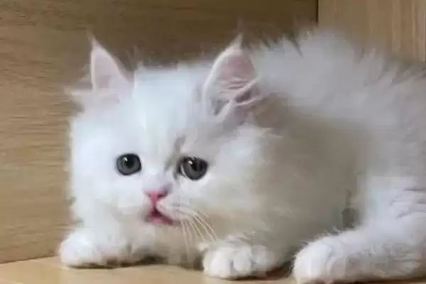 猫流清水鼻涕的原因是什么 ,猫流清涕和气味感冒有关吗插图2