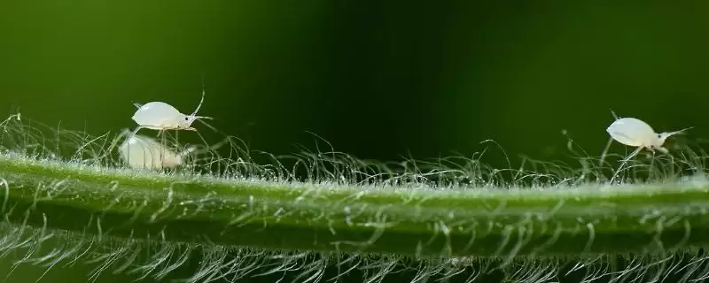 冬瓜瓜蚜危害症状,多群集在叶背、嫩茎和嫩梢刺吸汁液-会东网