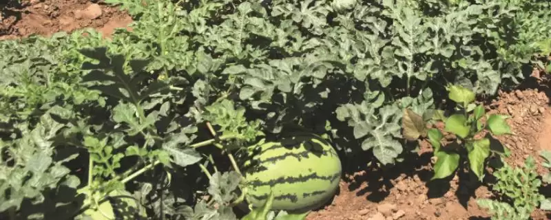 西瓜后期管理方法的方法和重点？西瓜后期管理要做好哪些细节？-会东网