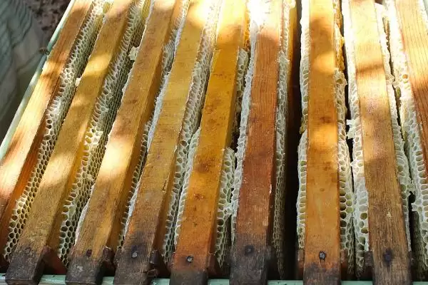 蜜蜂开箱的时间,要根据季节、气候和蜜源等决定插图3 蜜蜂开箱的时间,要根据季节、气候和蜜源等决定插图3