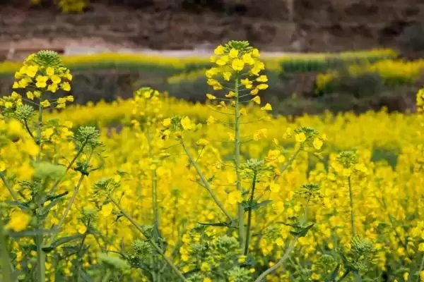油菜越冬期间如何保苗,适当培土可避免植株倒伏插图3 油菜越冬期间如何保苗,适当培土可避免植株倒伏插图3