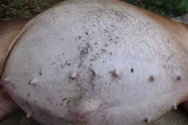 处理猪胀气问题的方法和重点？养猪要做好哪些肠胃健康管理细节？插图1