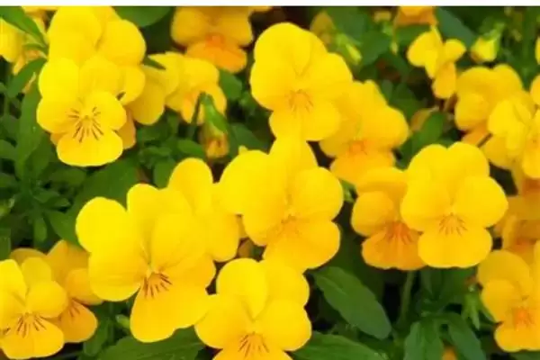 图片[6]-紫罗兰花语的解读和要点？解读紫罗兰花语需关注哪些关键内容？-会东网