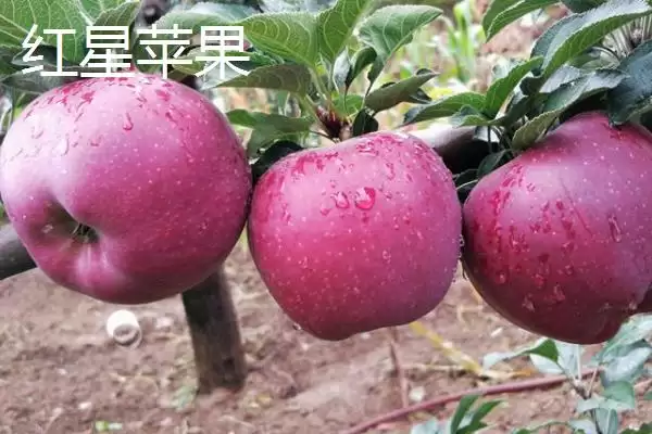 红星苹果和蛇果的区别,外形、口感和价格都不同插图1 红星苹果和蛇果的区别,外形、口感和价格都不同插图1