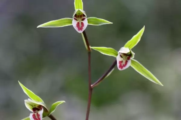 兰花的品种分类 ,兰花主要分为哪些常见品种呢?插图6 兰花的品种分类 ,兰花主要分为哪些常见品种呢?插图6