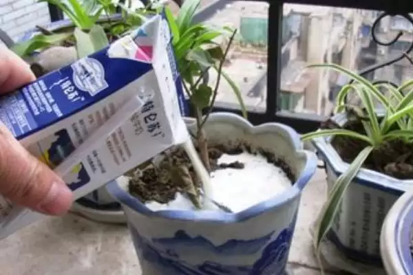 牛奶发酵后的神奇用途:适合浇喜酸植物的科学依据插图3 牛奶发酵后的神奇用途:适合浇喜酸植物的科学依据插图3