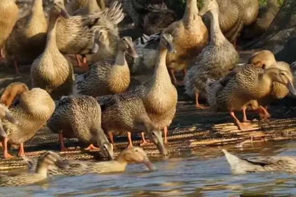 麻鸭和白鸭有什么区别 ,麻鸭和白鸭外形特征有何不同插图4