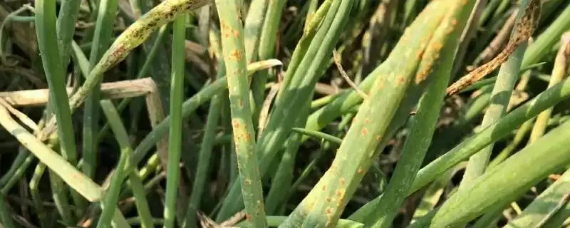 雨天喷药防治葱锈病的方法和重点？养猪场周边作物病害防治有哪些细节？-会东网
