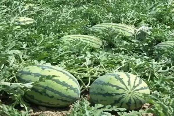 了解西瓜生长过程的方法和重点？认识西瓜生长要做好哪些细节？插图2