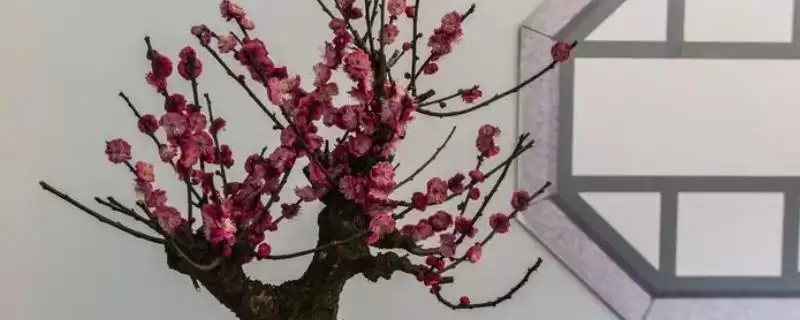 梅花烂根的原因有哪些呢 ,梅花烂根或因土壤不适或浇水过多-会东网