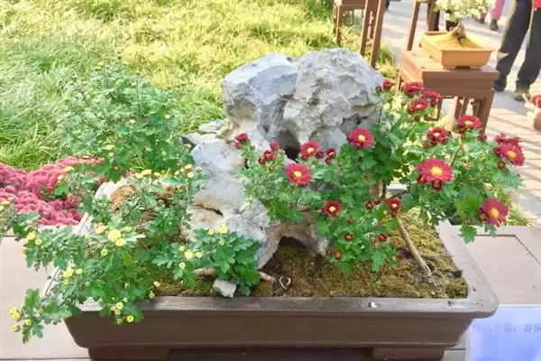 菊花的开花时间 ,菊花大多在什么月份开花呢?插图2 菊花的开花时间 ,菊花大多在什么月份开花呢?插图2