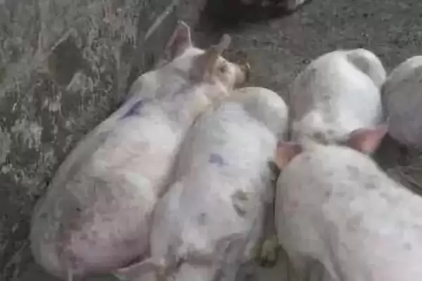 辨别猪患上哪种疾病的方法和重点?养猪要做好哪些疾病诊断细节?插图3 辨别猪患上哪种疾病的方法和重点?养猪要做好哪些疾病诊断细节?插图3