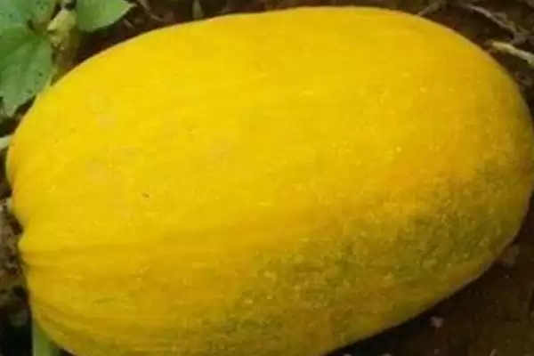 种植金丝绞瓜的方法和重点？种金丝绞瓜要做好哪些细节？插图12