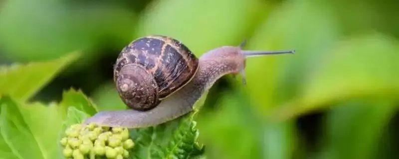 了解蜗牛天敌的方法和重点？探寻蜗牛天敌要做好哪些细节？-会东网