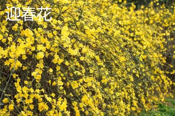 图片[2]-区分迎春花与探春花的方法和重点？区分迎春花与探春花要做好哪些细节？-会东网