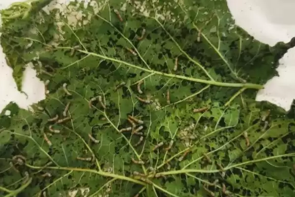 图片[5]-养蚕的方法和重点？养蚕要做好哪些细节？(3)-会东网