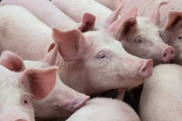 了解猪口蹄疫是否传染给牛的方法和重点？养猪要做好哪些疫病传播防控细节？插图3