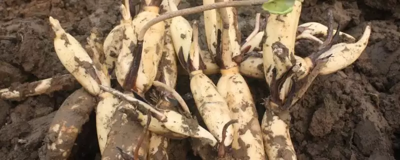 莲藕的优质品种 ,有哪些好吃的莲藕品种推荐呢？-会东网