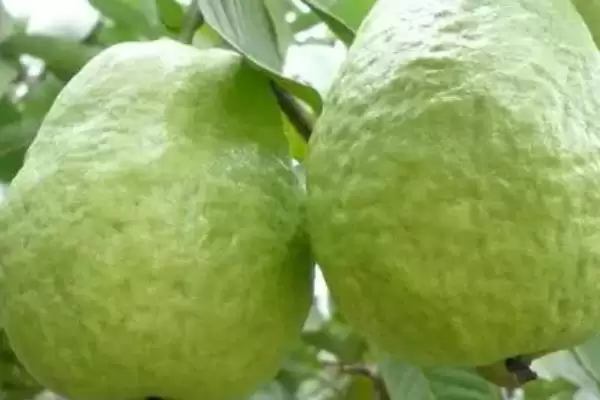 番石榴红心和白心区别,果肉颜色明显不同插图3 番石榴红心和白心区别,果肉颜色明显不同插图3