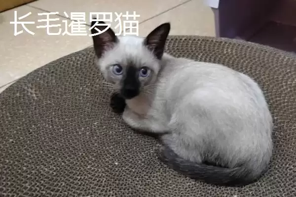 猫有哪些常见的品种 ,猫的哪些品种有优势特点插图3 猫有哪些常见的品种 ,猫的哪些品种有优势特点插图3