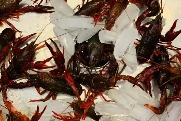 图片[3]-南极小龙虾的神秘世界：生活在150-650米深海域的奇妙生物-会东网