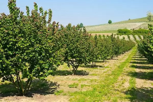 了解榛子的方法和重点？养猪与周边经济作物有哪些关联细节？插图10