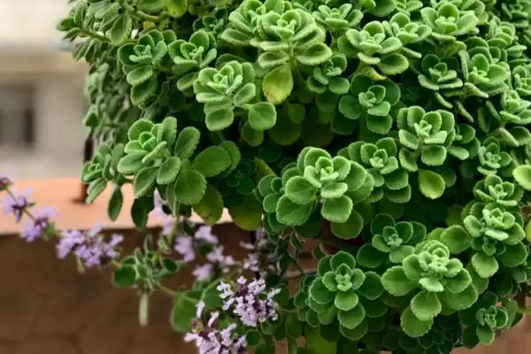 图片[3]-碰碰香开花时间揭秘：夏季开花的美丽时刻-会东网