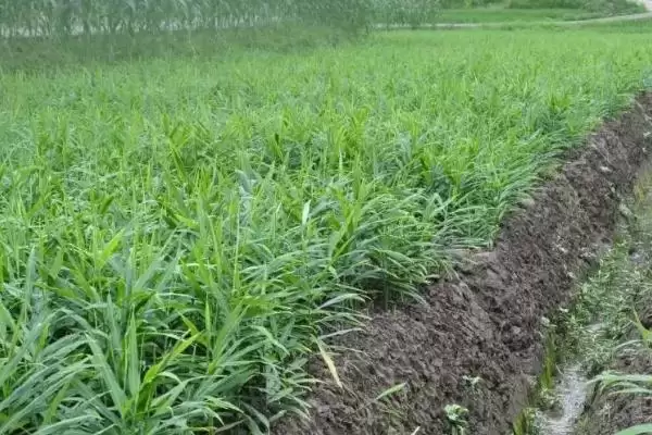 图片[5]-生姜高产种植方法？种植生姜实现高产要遵循哪些科学的种植方法？-会东网