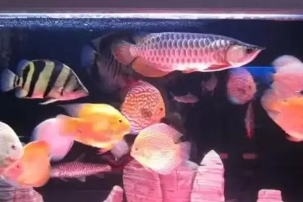 图片[3]-锦鲤和鹦鹉鱼的混养问题 ,锦鲤能和鹦鹉鱼混养在一起吗-会东网